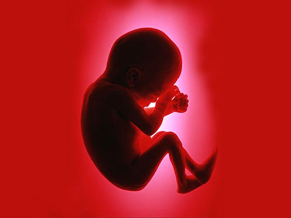foetal-development