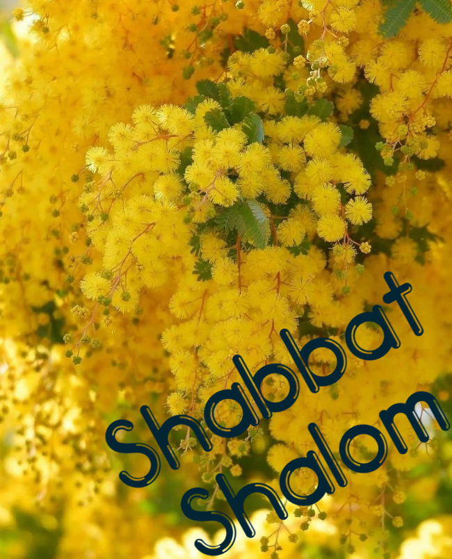 Shabbat Shalom du 30 janvier 2026