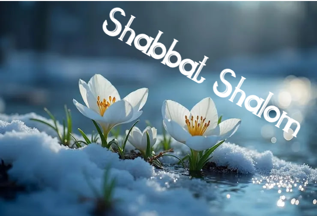 Shabbat Shalom du 20 février 2026