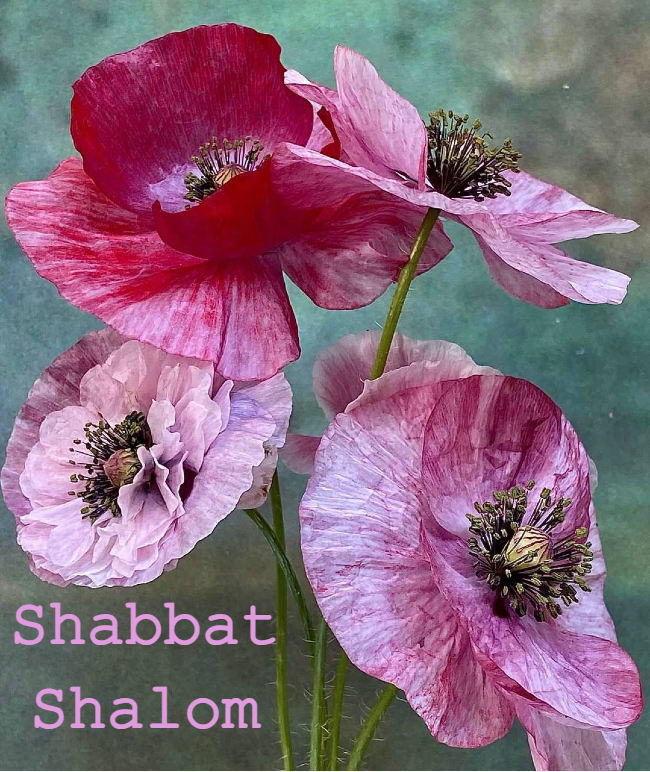 Shabbat Shalom du 17 avril 2026