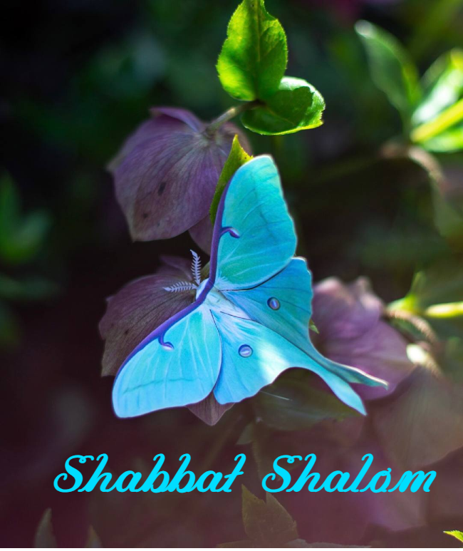 Shabbat Shalom du 5 juin 2026
