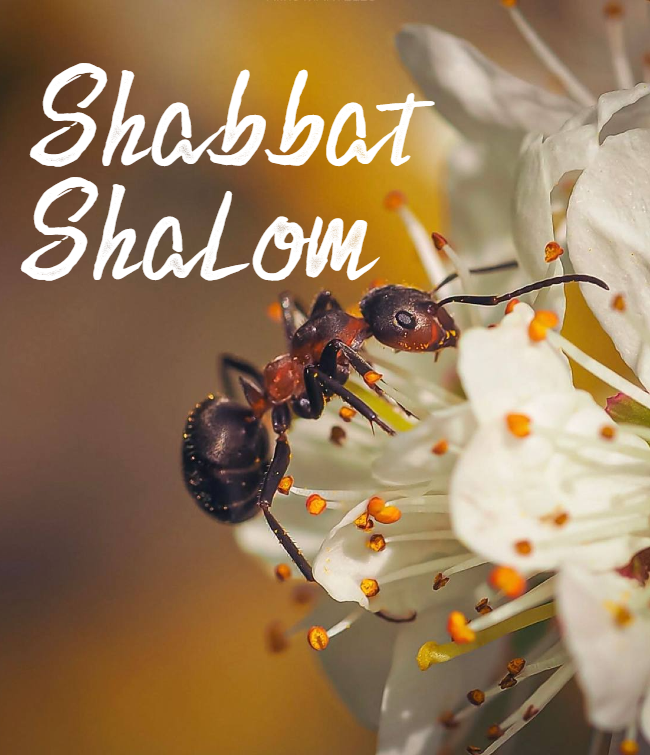 Shabbat Shalom du 18 septembre 2026